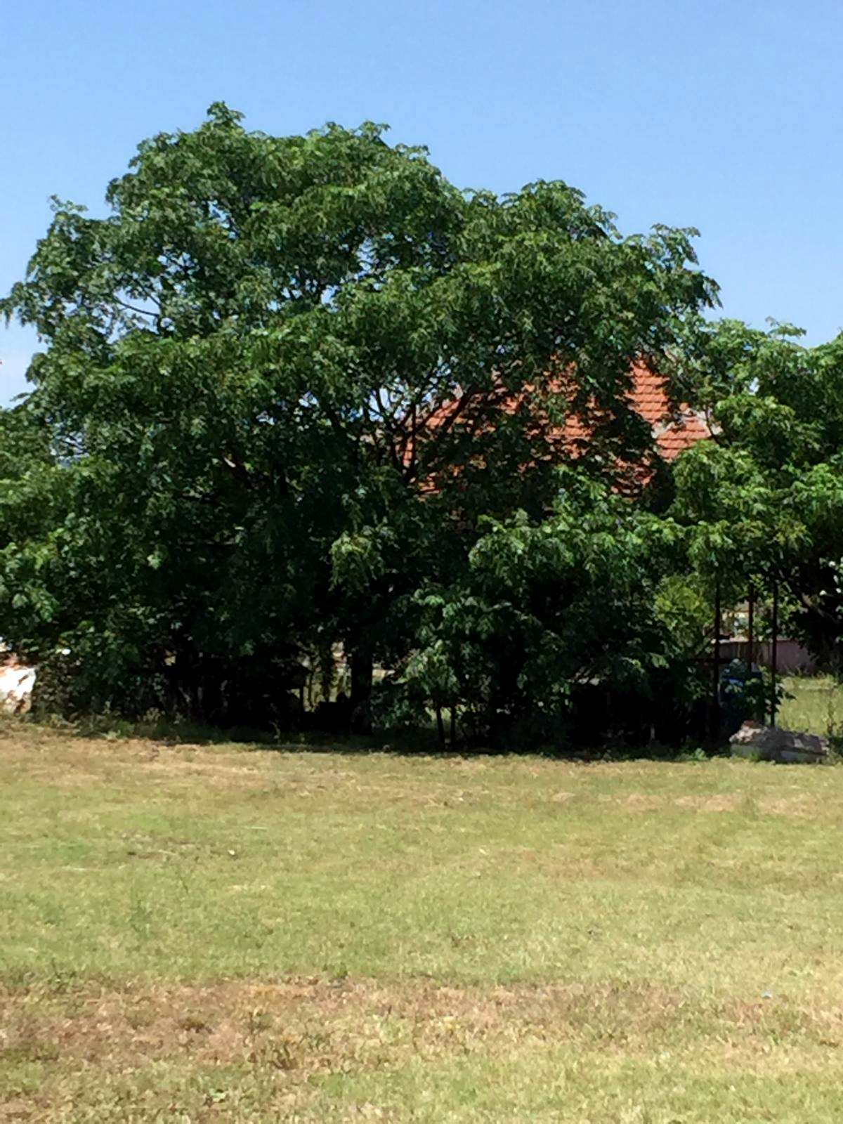 Baum