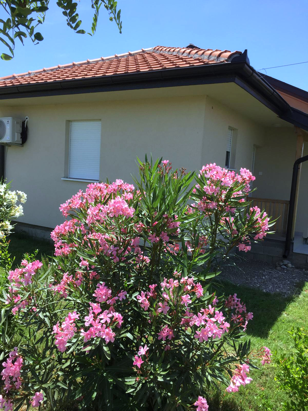 Haus-Blumen-001