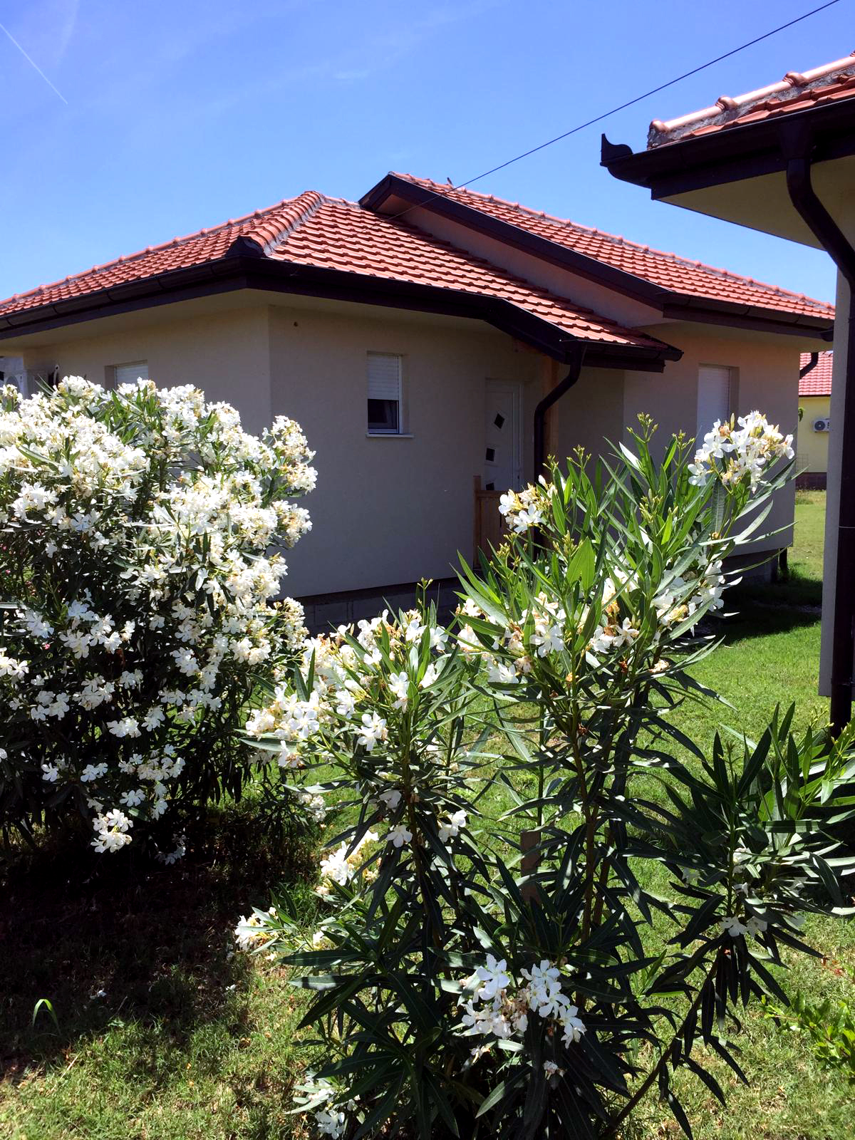 Haus-Blumen-002