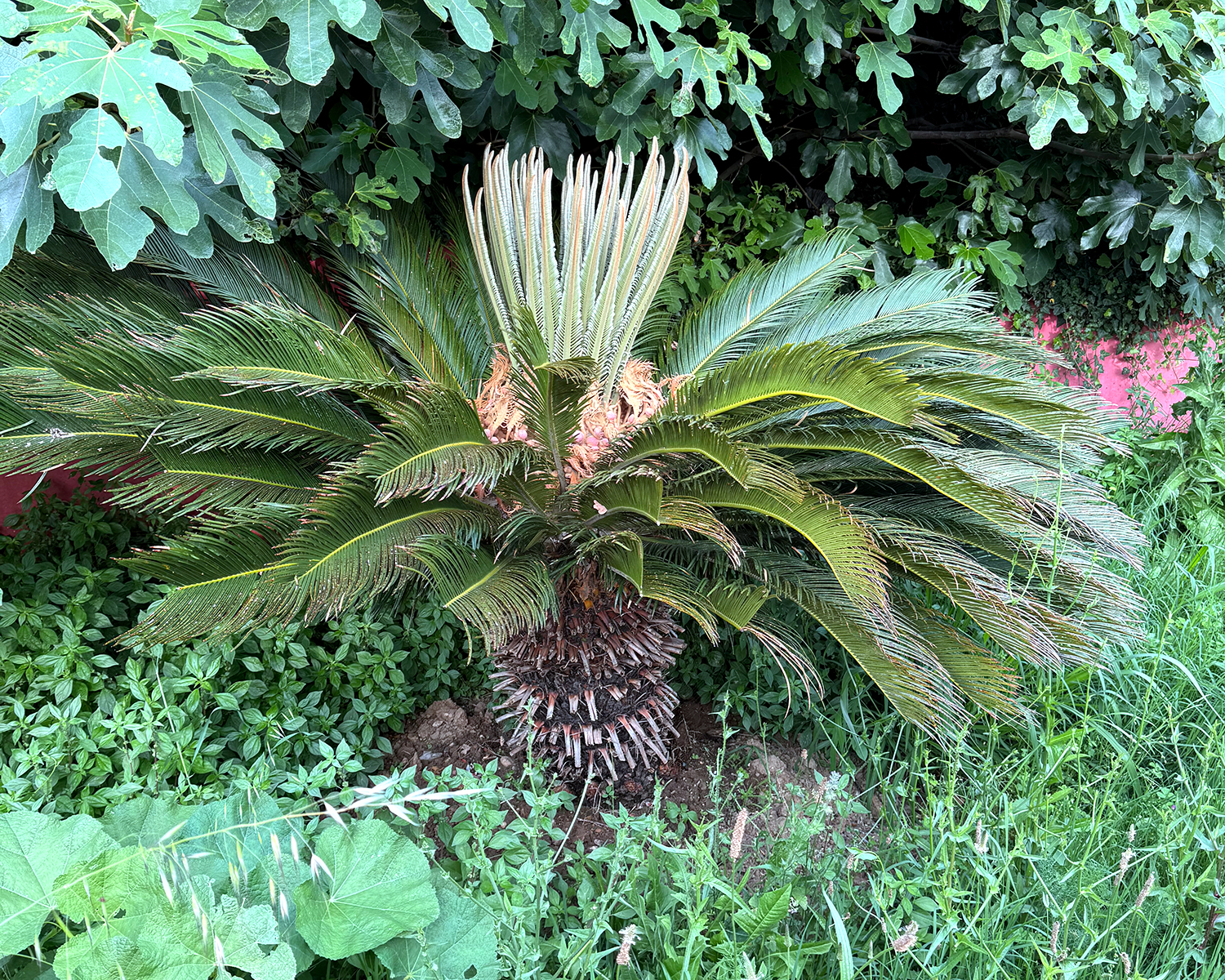 Palme